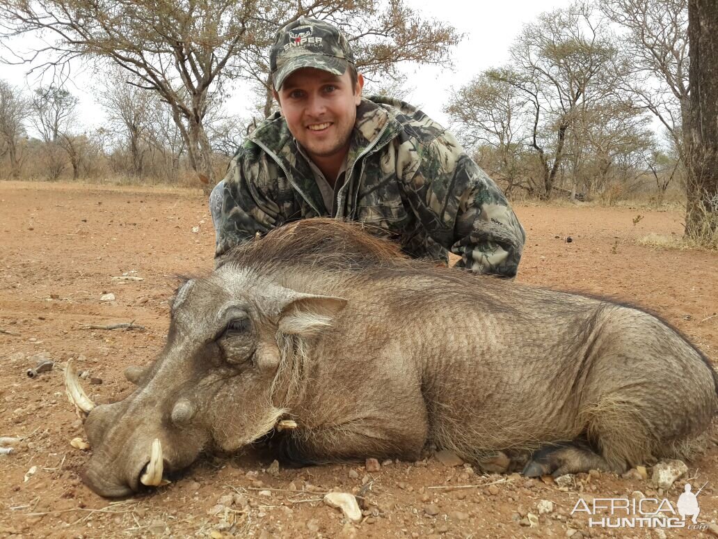 South Africa Hunting Warthog