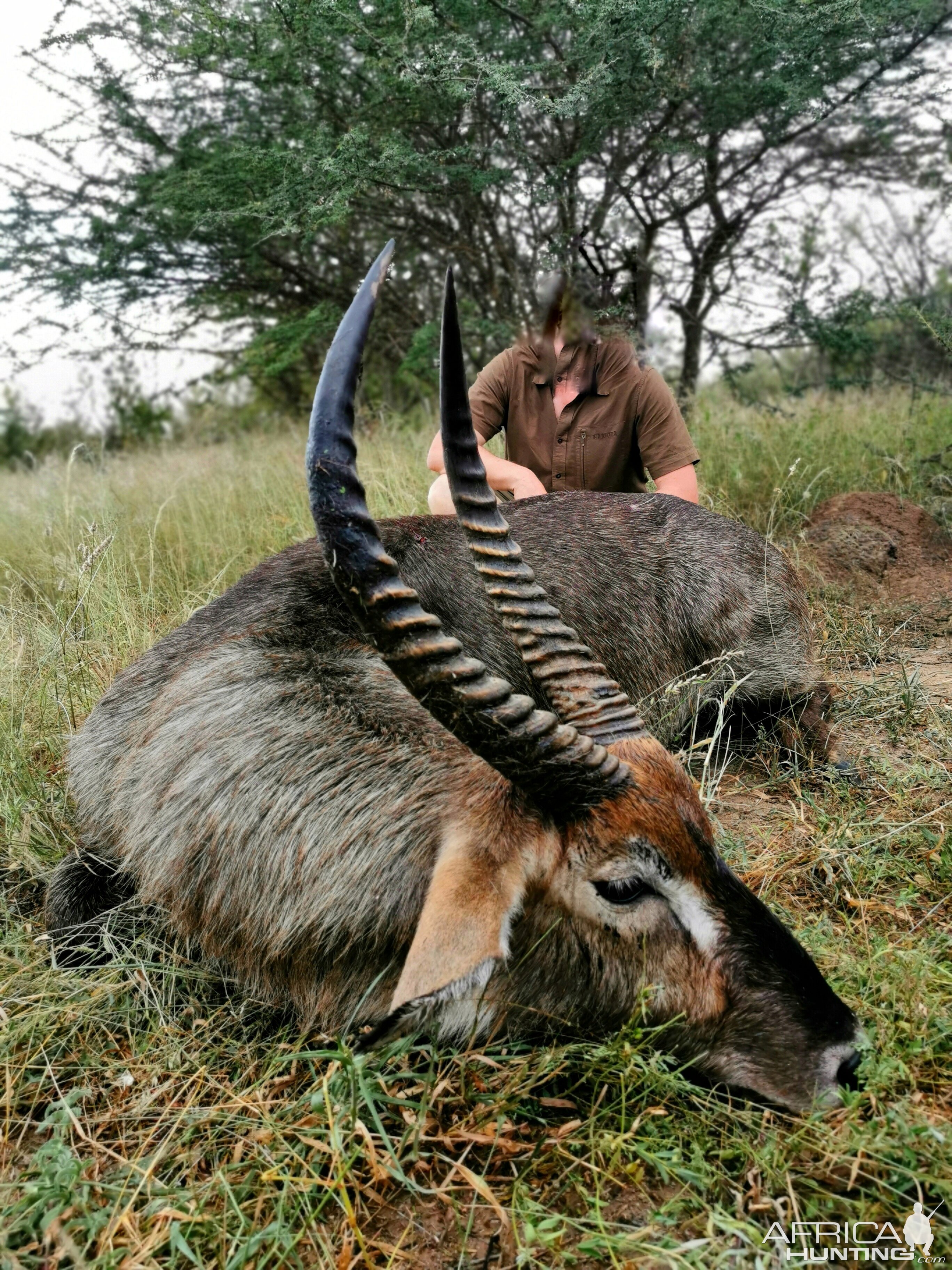 South Africa Hunting Waterbuck