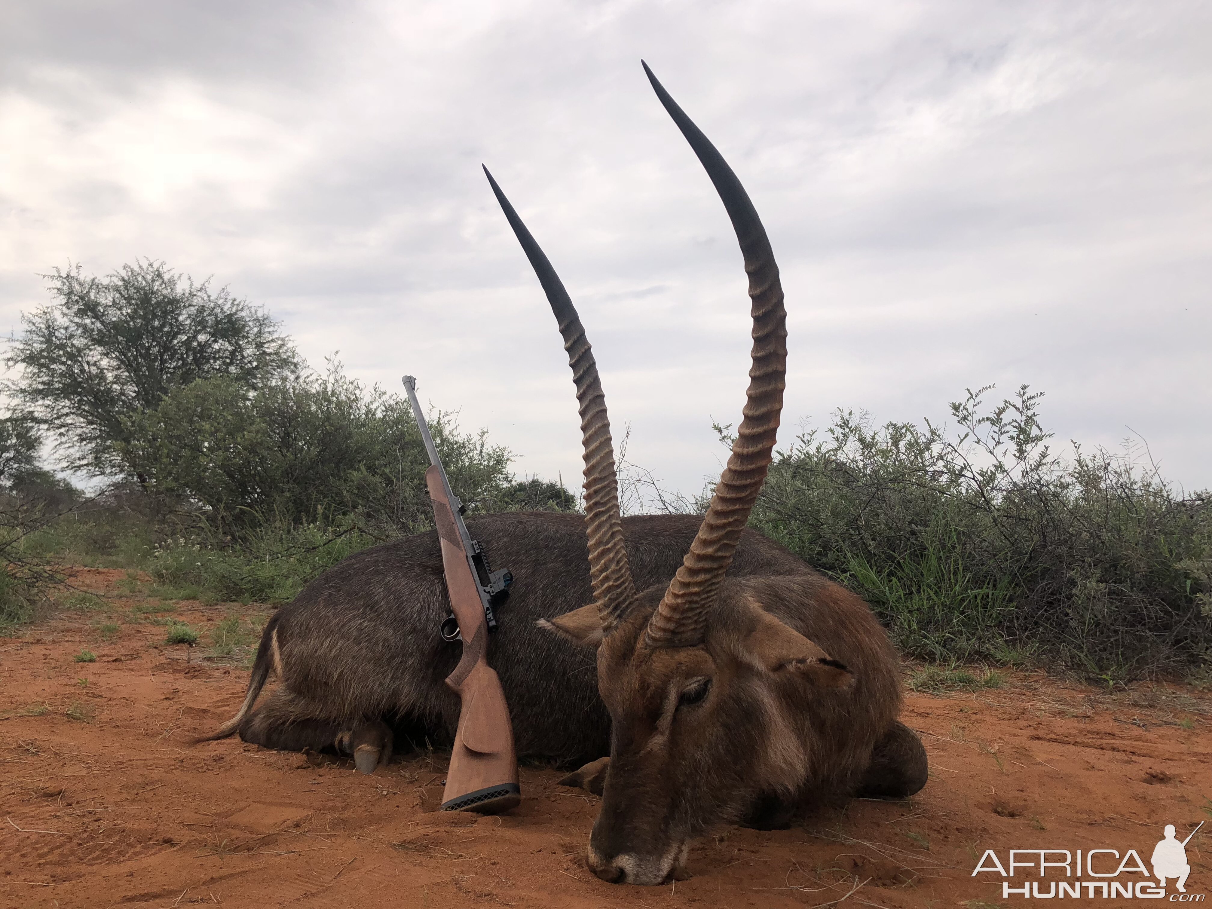 South Africa Hunting Waterbuck