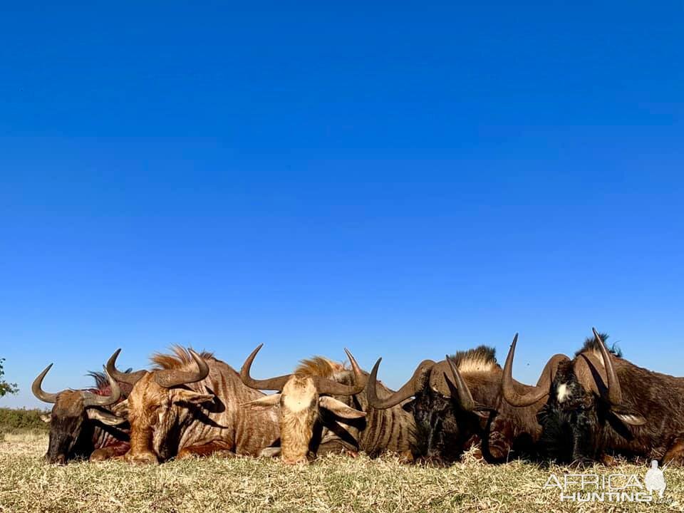 South Africa Hunting Wildebeest Slam | AfricaHunting.com