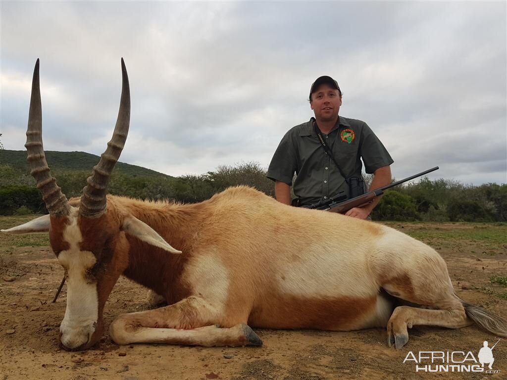 South Africa Hunting Yellow Blesbok