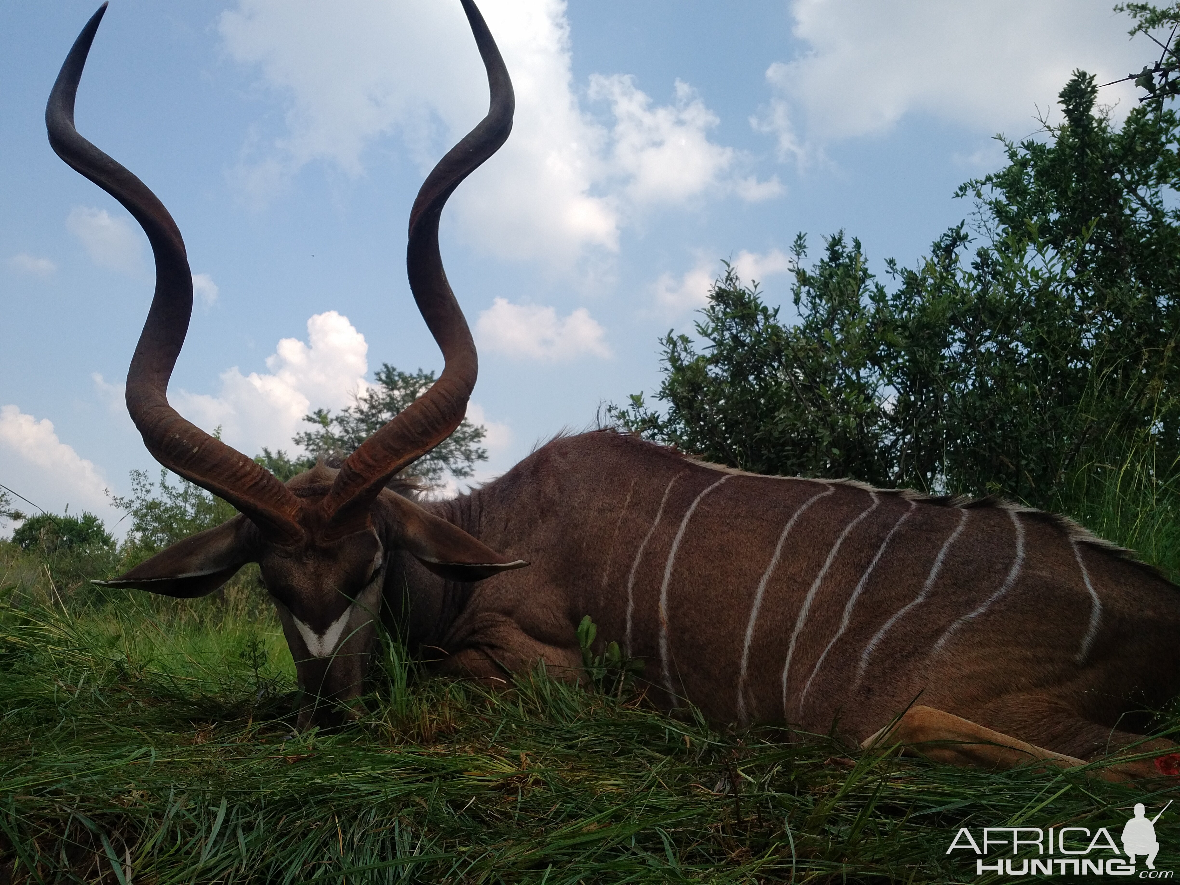 South Africa Kudu Hunting