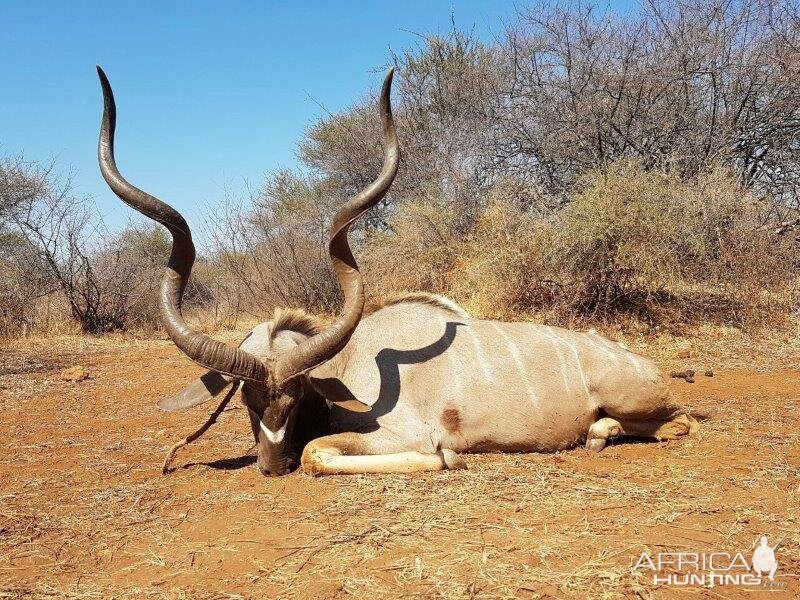 South Africa Kudu Hunting