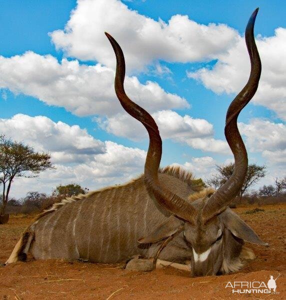 South Africa Kudu Hunting