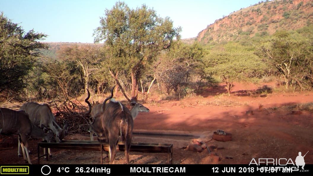 South Africa Kudu Trail Cam Pictures