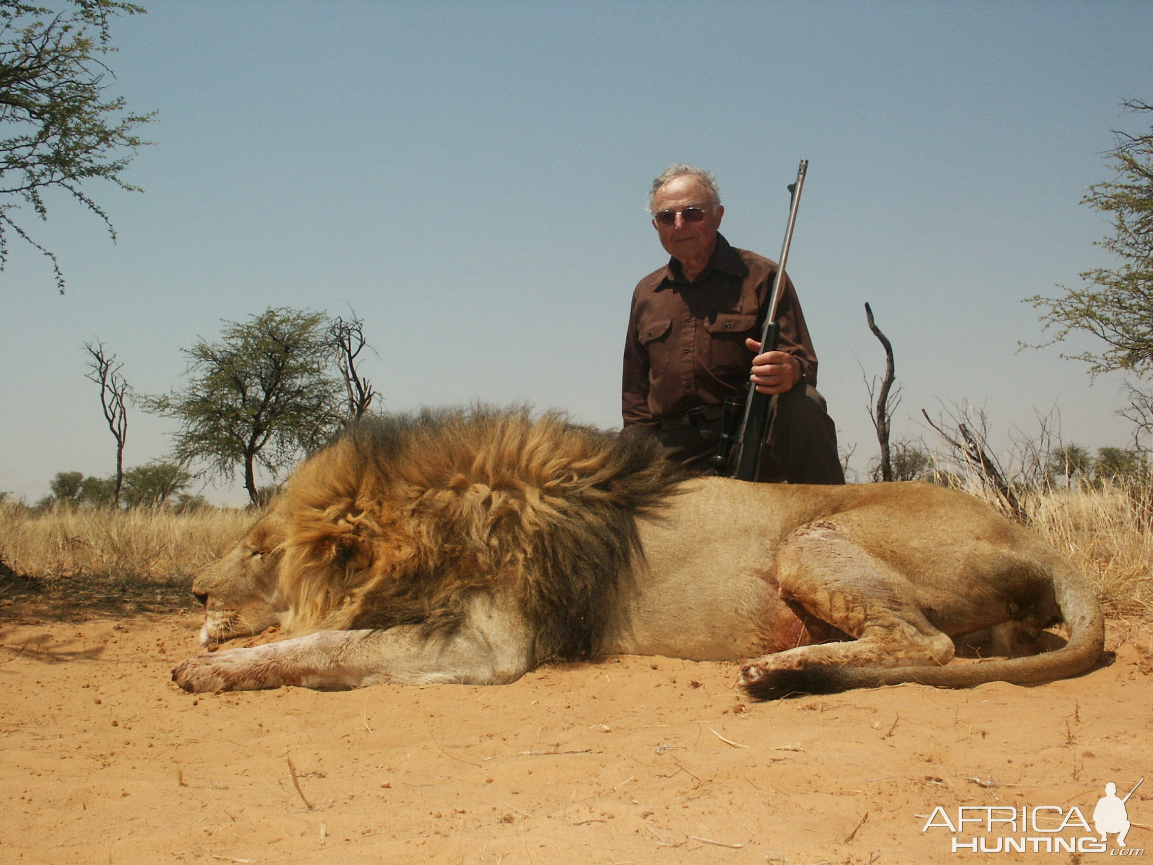 lion attack hunting safari africa