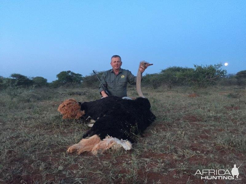 South Africa Ostrich Hunt