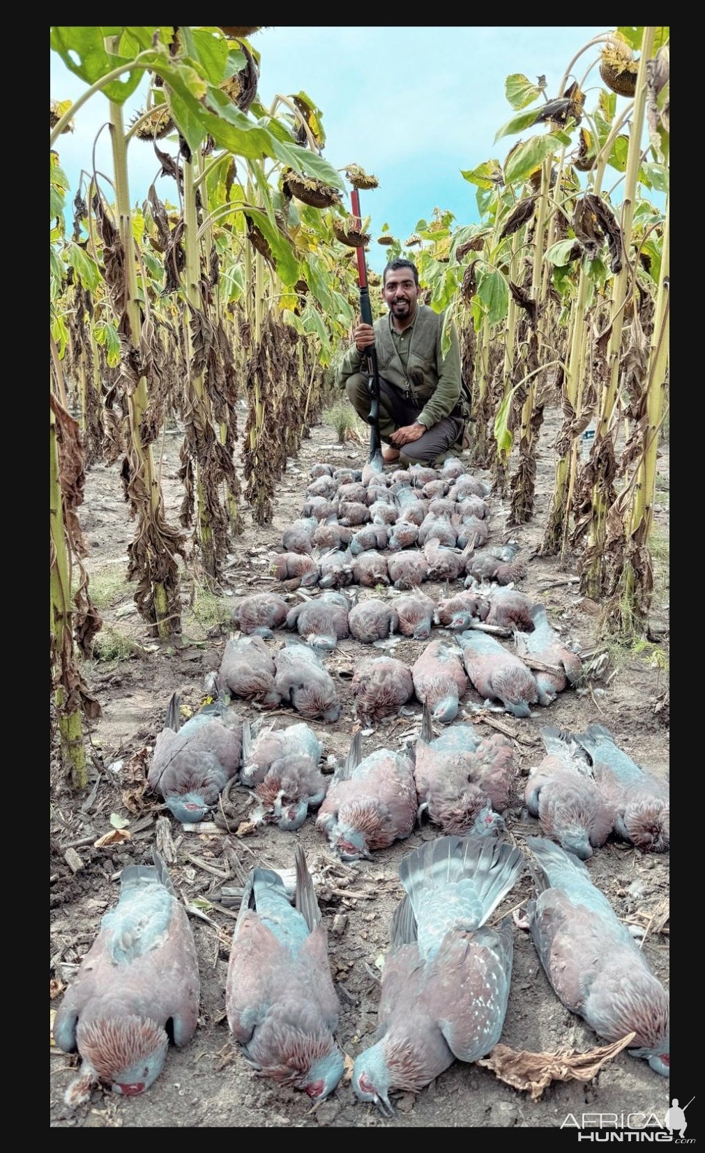 South Africa Pigeons & Dove Hunt