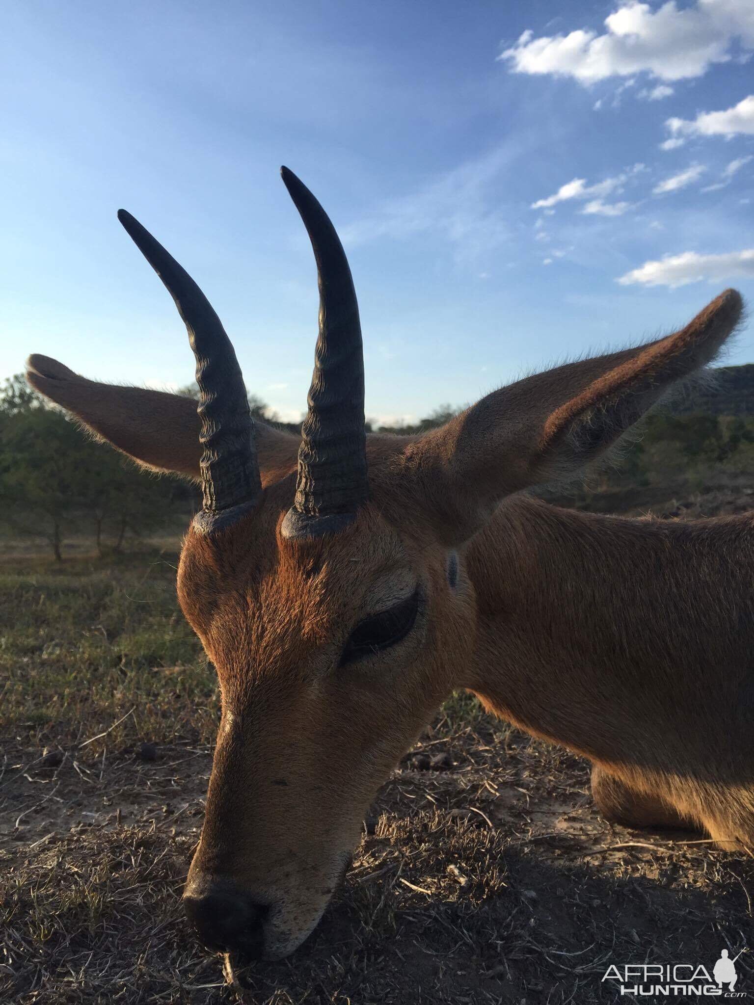 South Africa Reedbuck Hunt