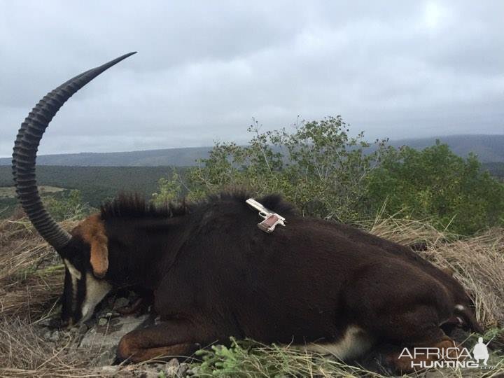 South Africa Sable Antelope Hunt