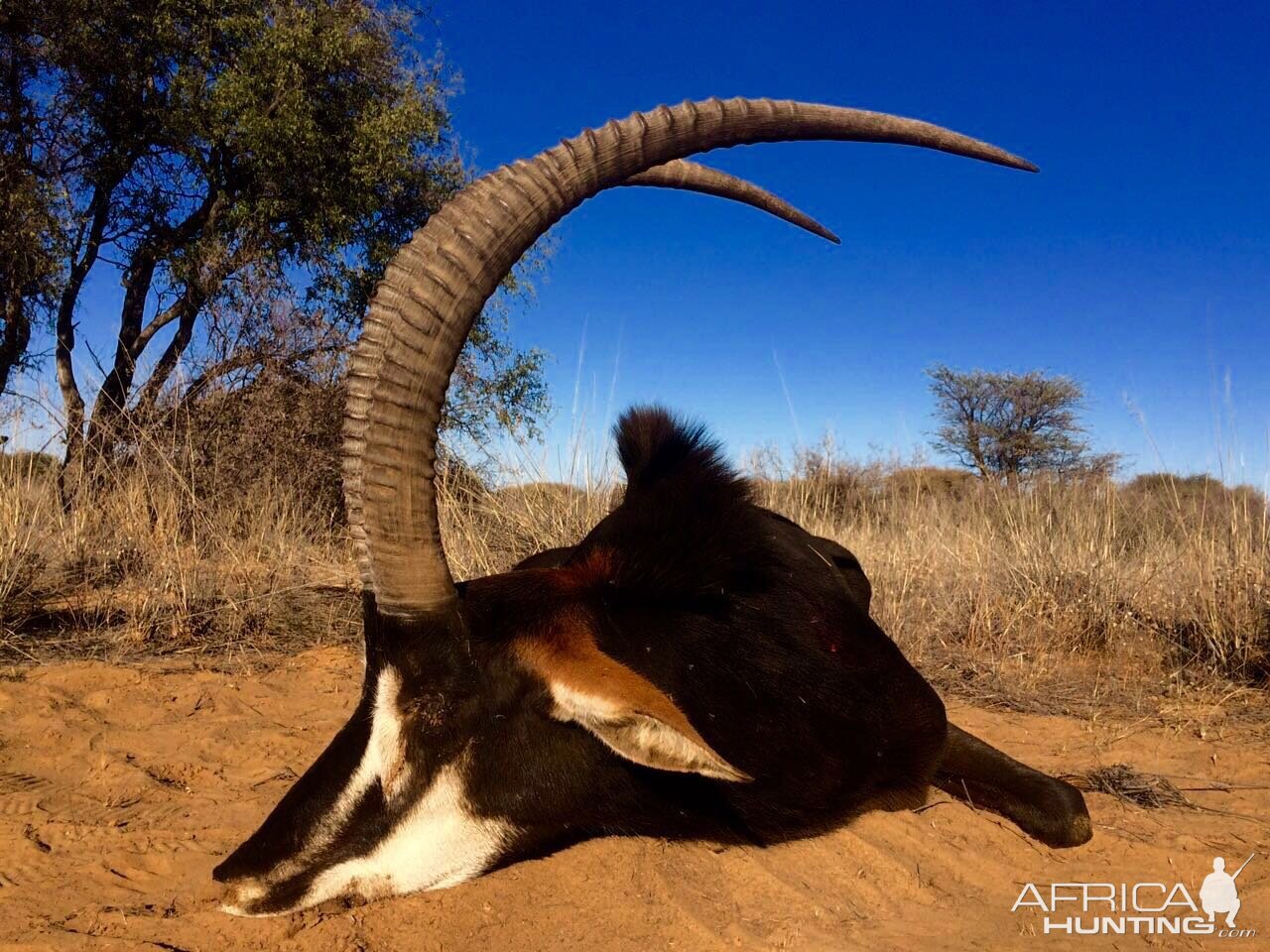 South Africa Sable Hunt