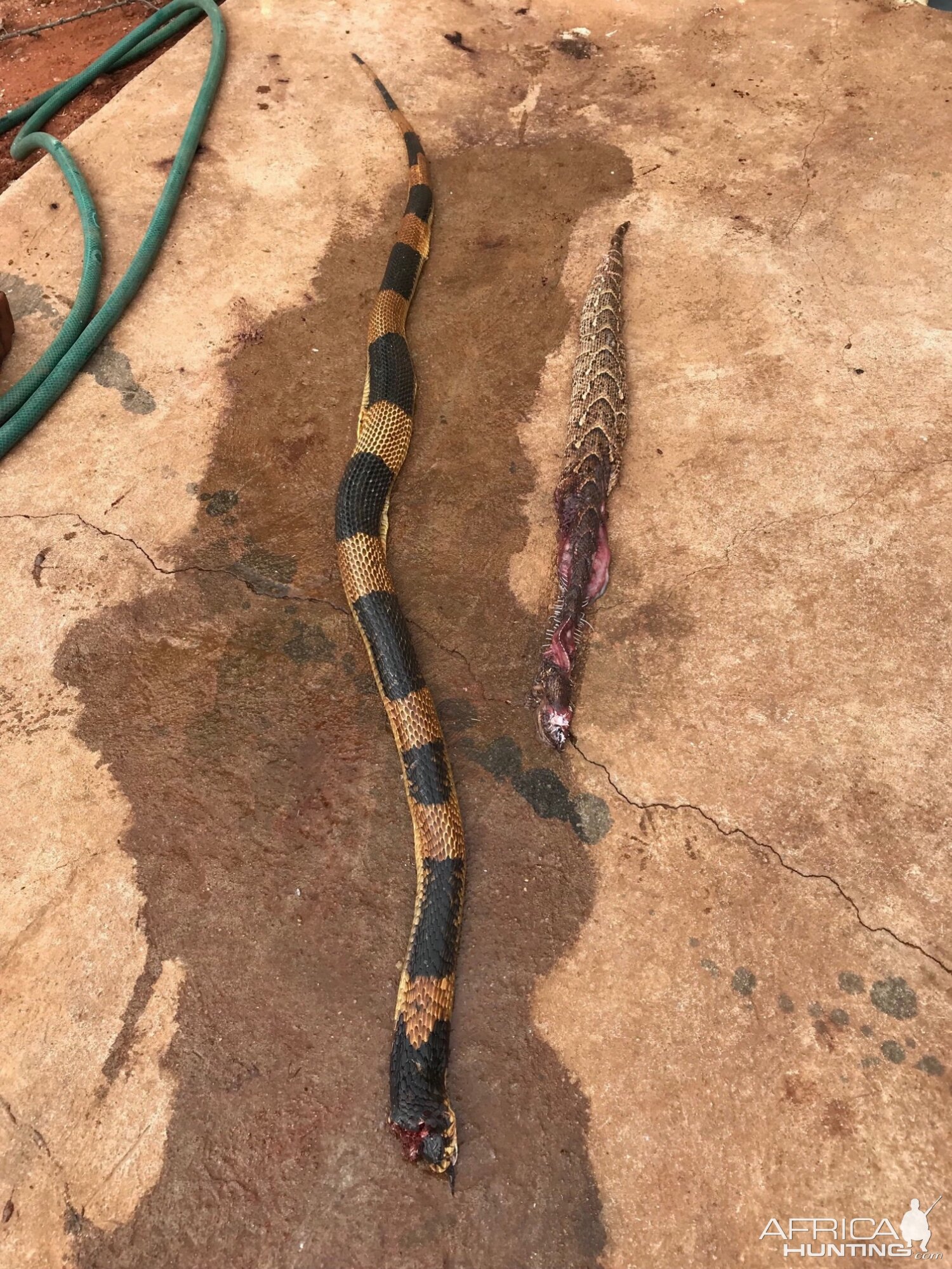 South Africa Snake