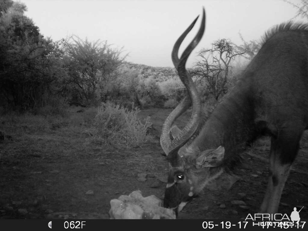 South Africa Trail Cam Kudu