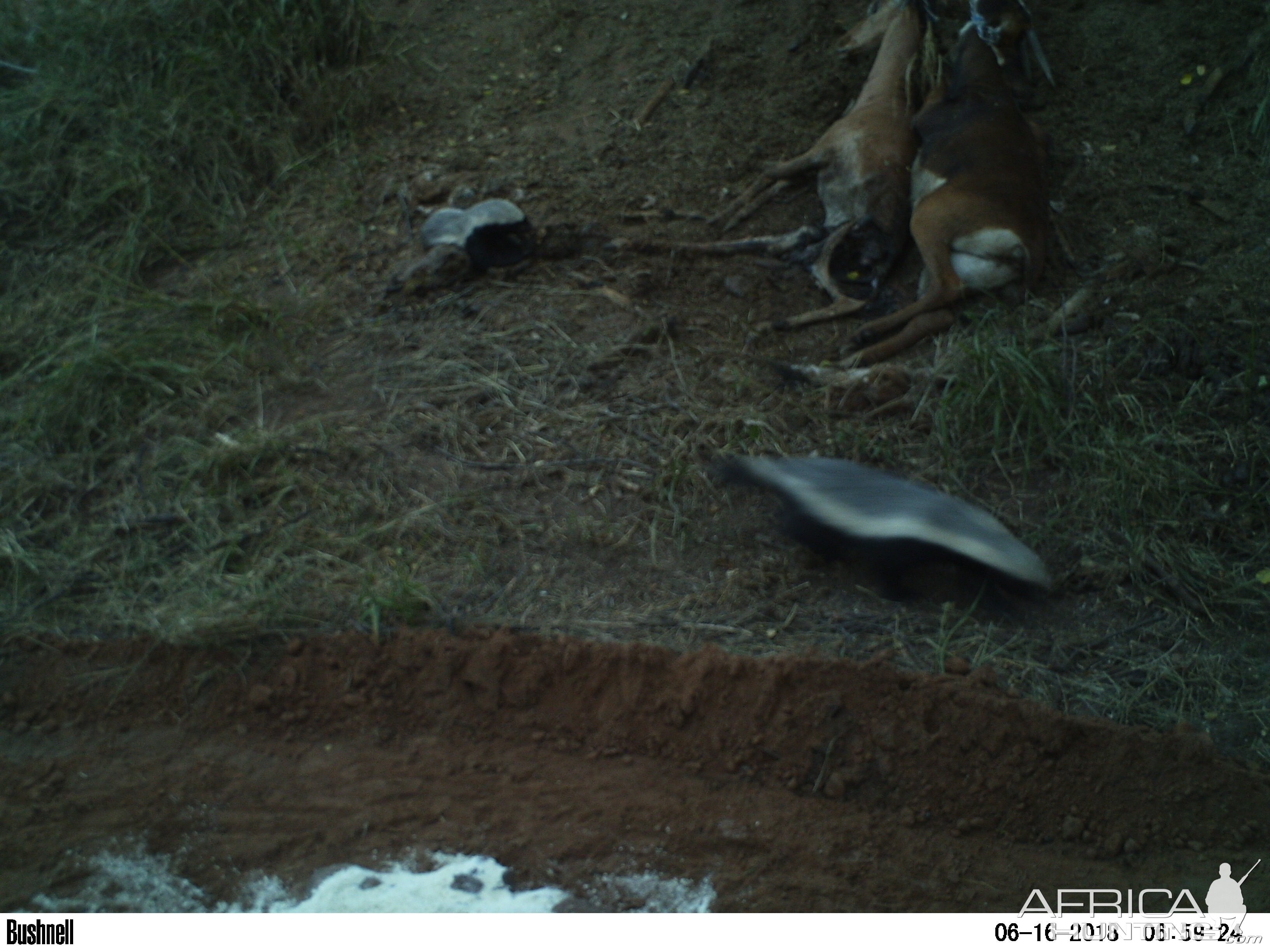 South Africa Trail Cam Pictures African Honey Badger