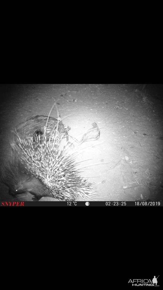 South Africa Trail Cam Pictures African Porcupine