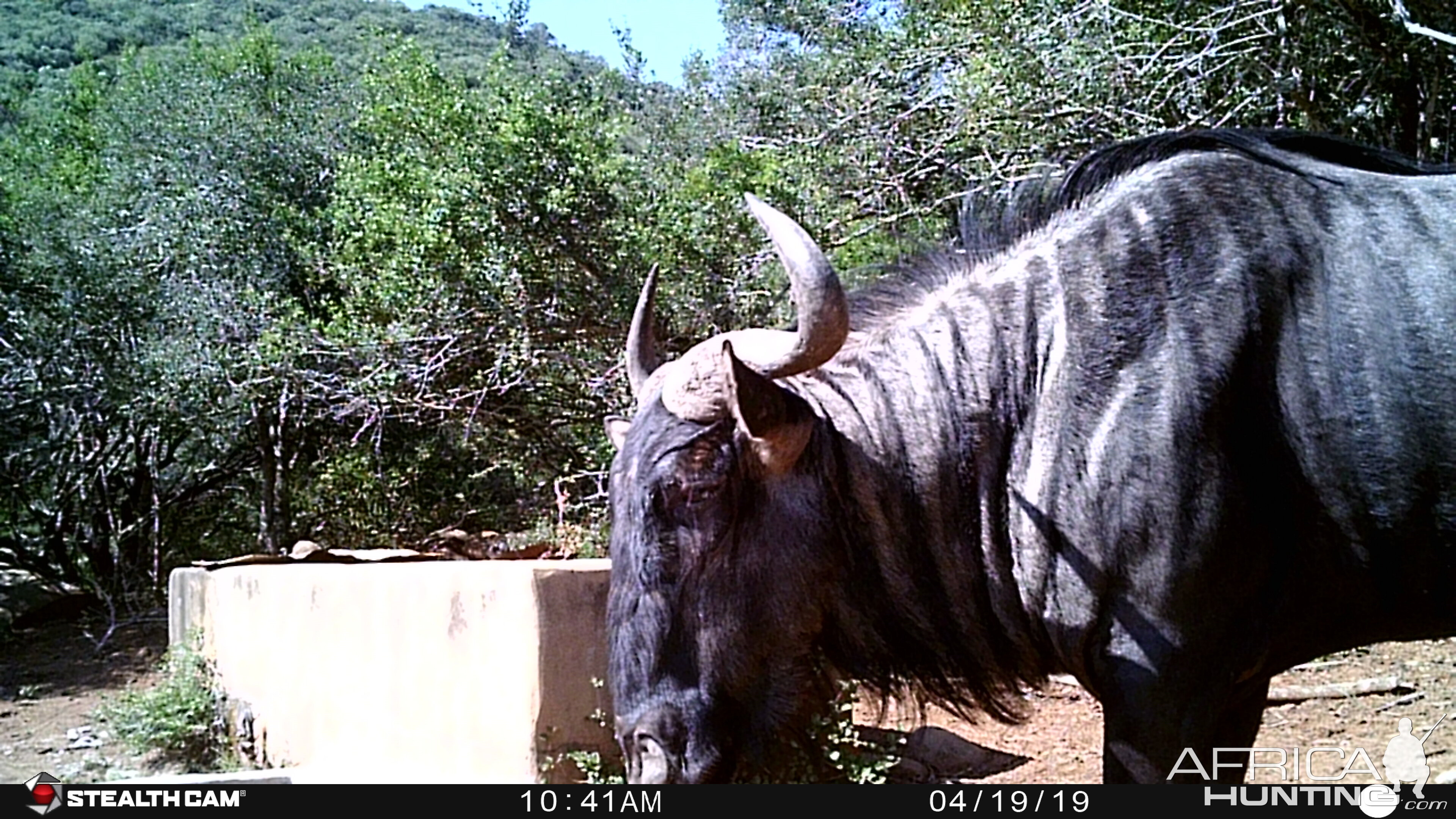 South Africa Trail Cam Pictures Blue WIldebeest