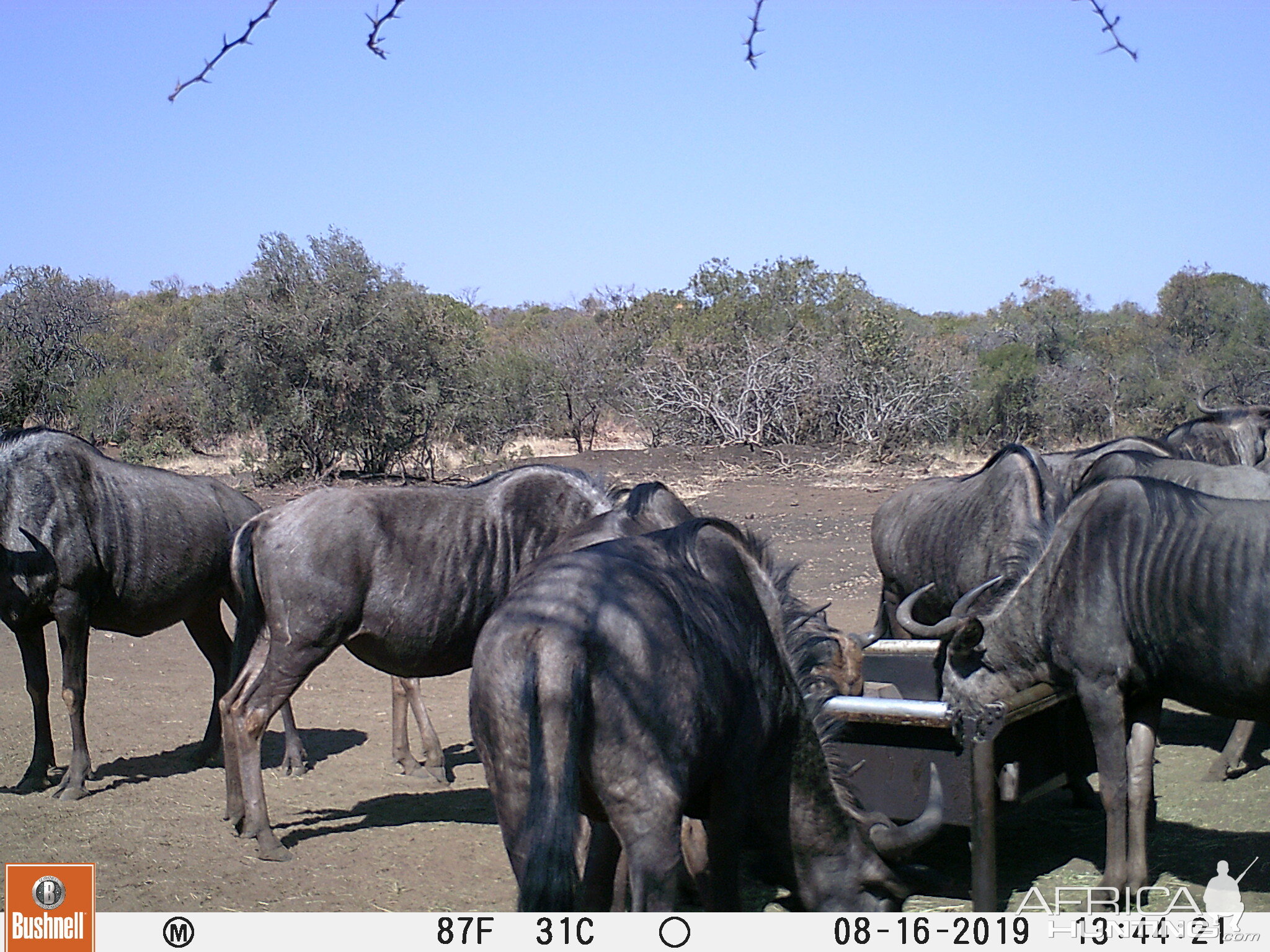 South Africa Trail Cam Pictures Blue Wildebeest