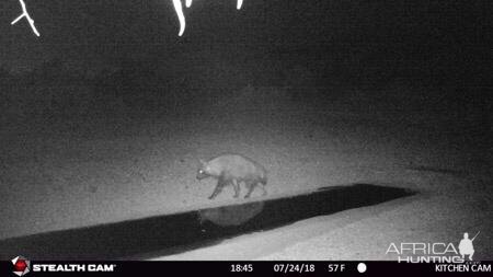 South Africa Trail Cam Pictures Brown Hyena