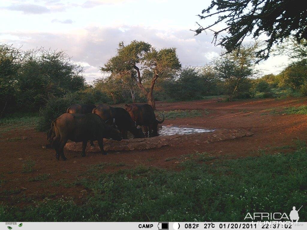 South Africa Trail Cam Pictures Cape Buffalo