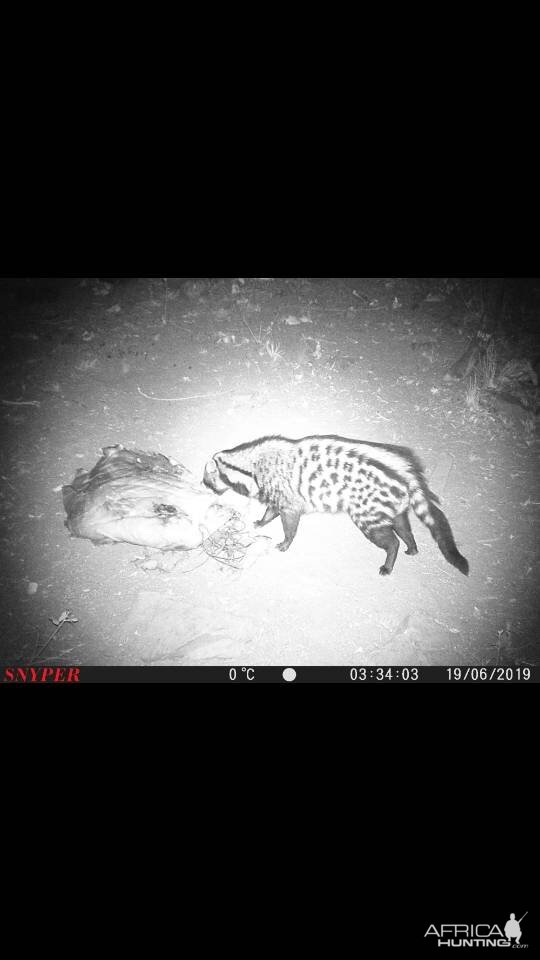 South Africa Trail Cam Pictures Civet