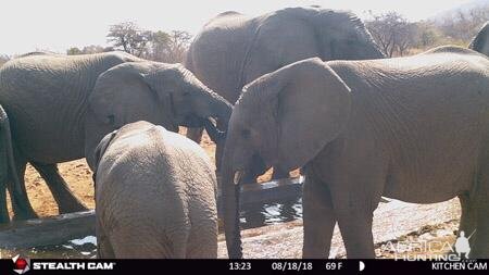 South Africa Trail Cam Pictures Elephant