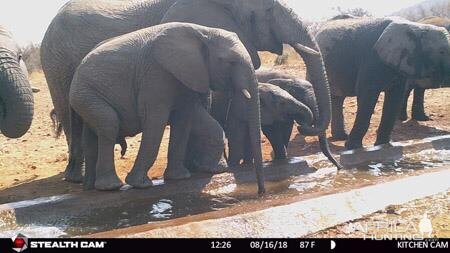 South Africa Trail Cam Pictures Elephant