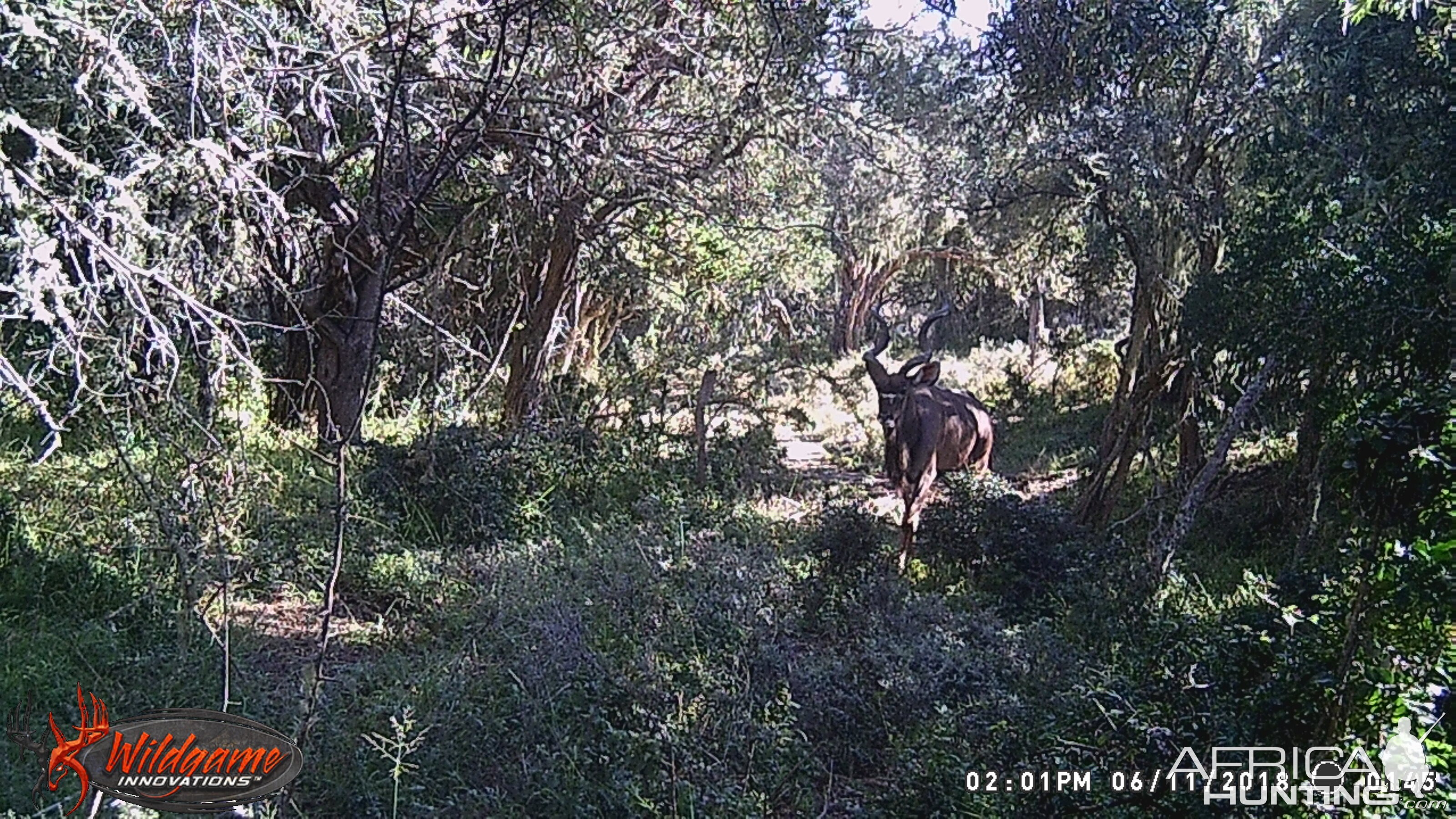 South Africa Trail Cam Pictures Kudu