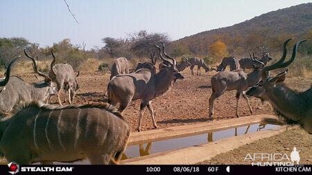 South Africa Trail Cam Pictures Kudu