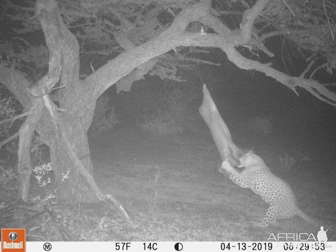 South Africa Trail Cam Pictures Leopard