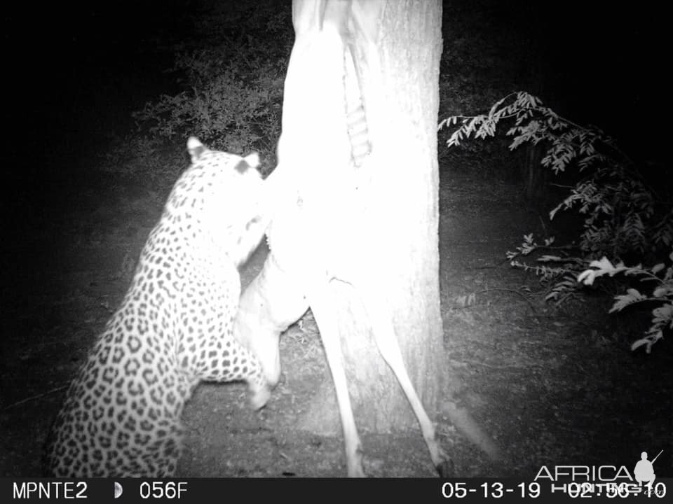 South Africa Trail Cam Pictures Leopard