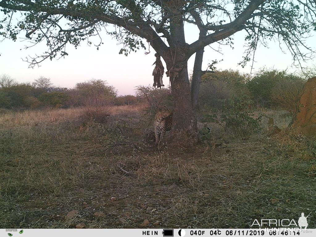 South Africa Trail Cam Pictures Spotted Hyana