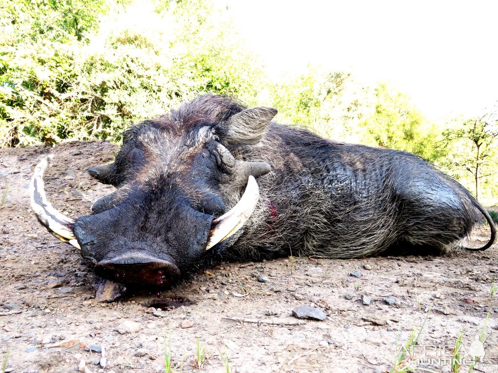 South Africa Warthog Hunt