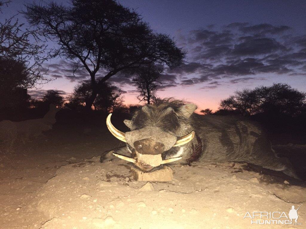 South Africa Warthog Hunt