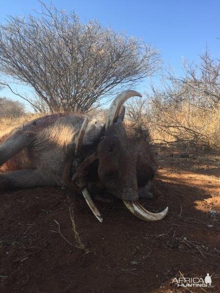 South Africa Warthog Hunt