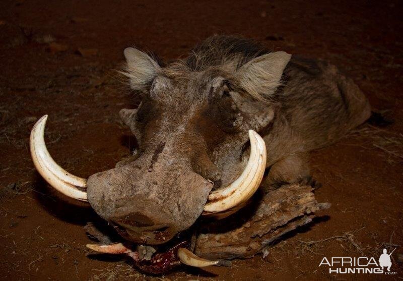 South Africa Warthog Hunt