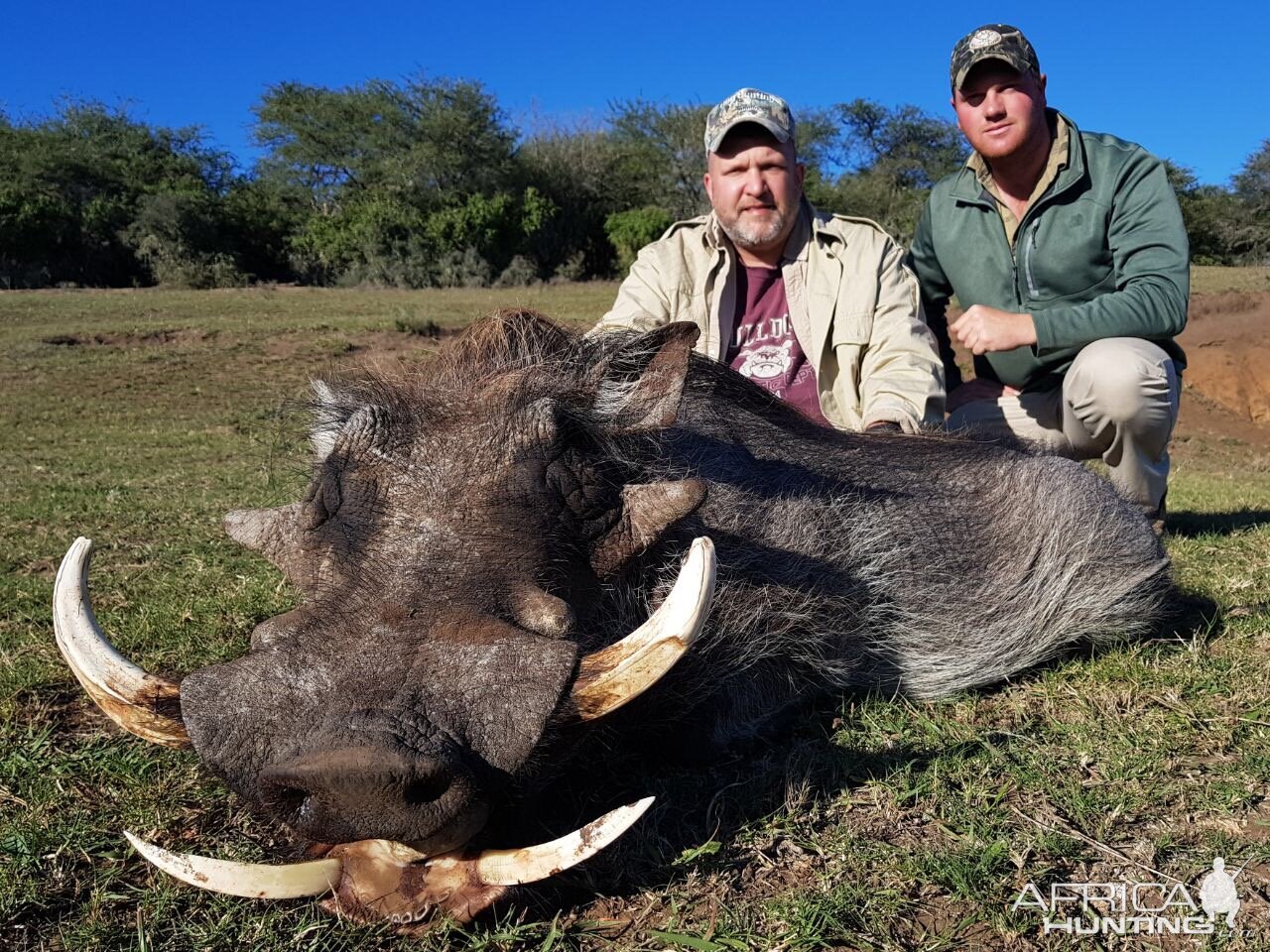 South Africa Warthog Hunt