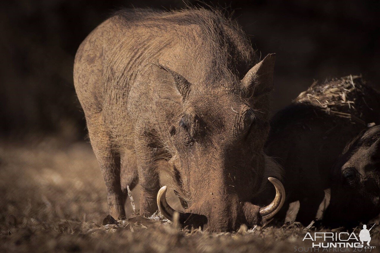 South Africa Warthog