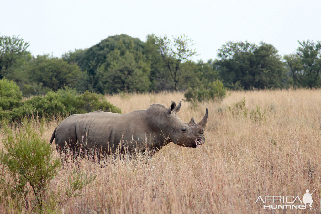 South Africa White Rhino