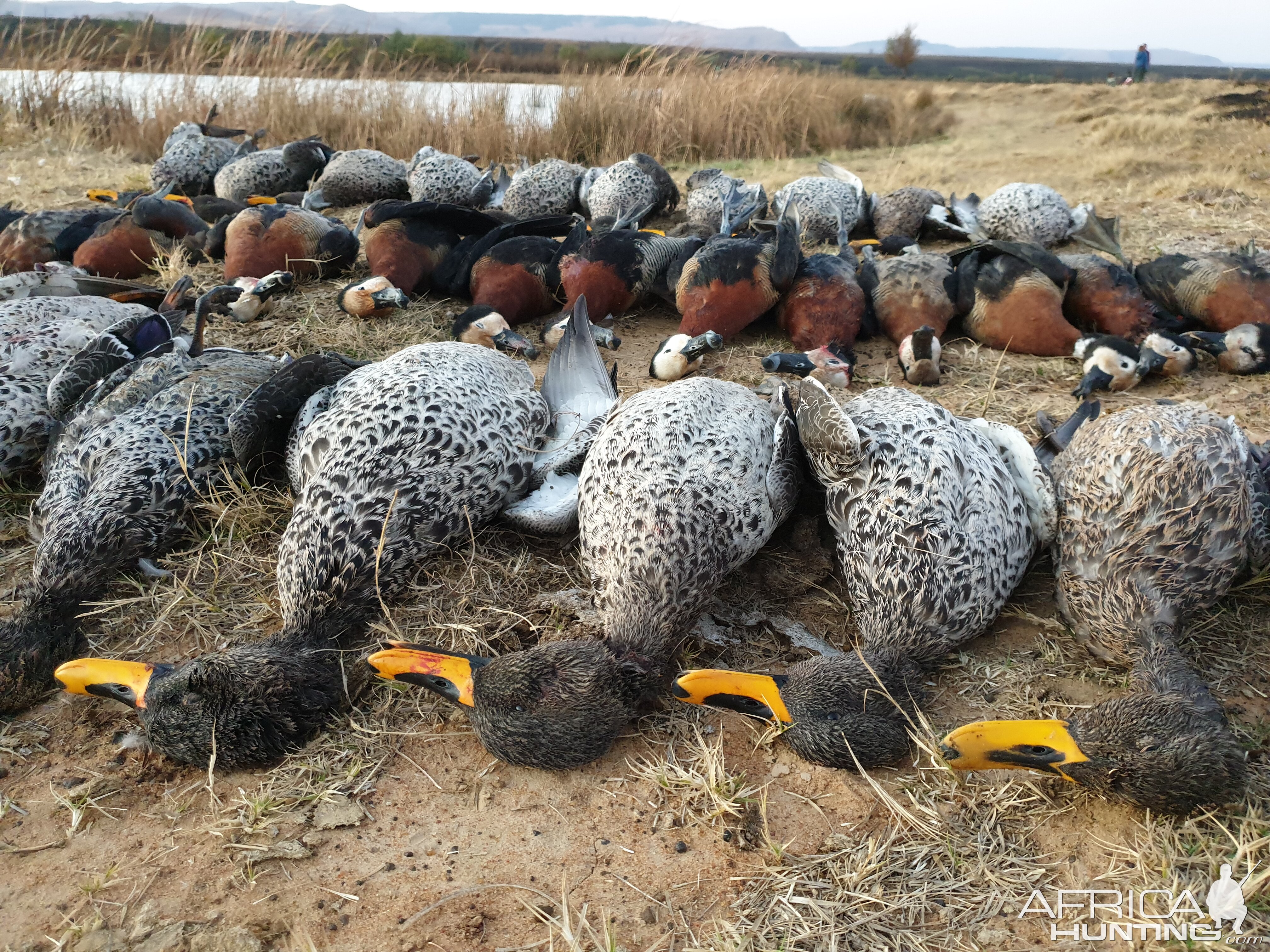 South Africa wild waterfowl Safari