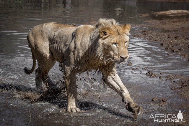 South Africa Young Male Lion