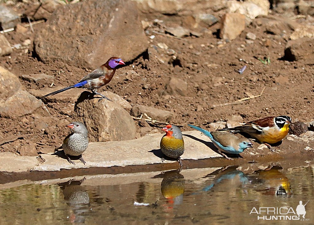 South African Birdlife