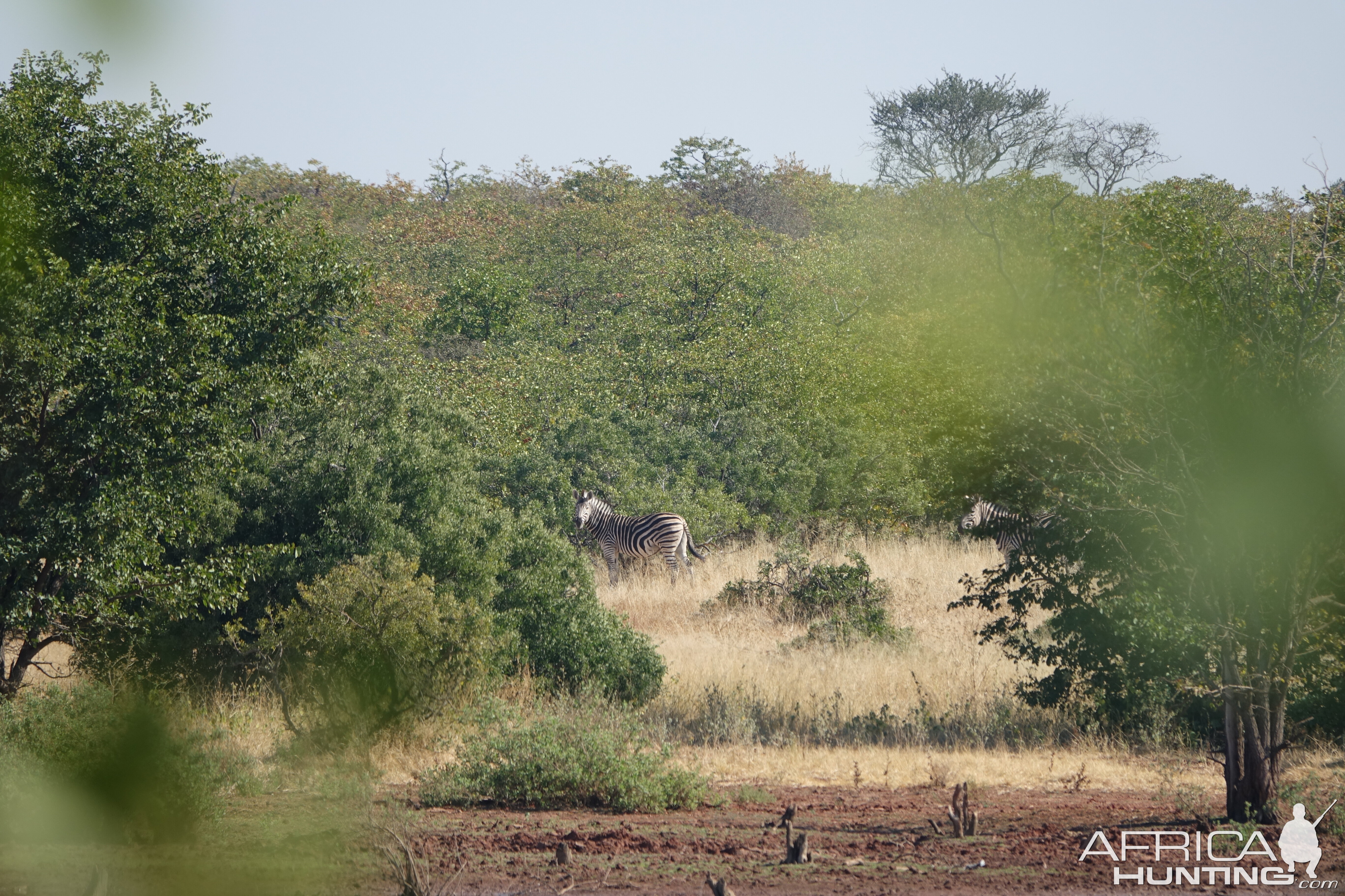 South African Wildlife