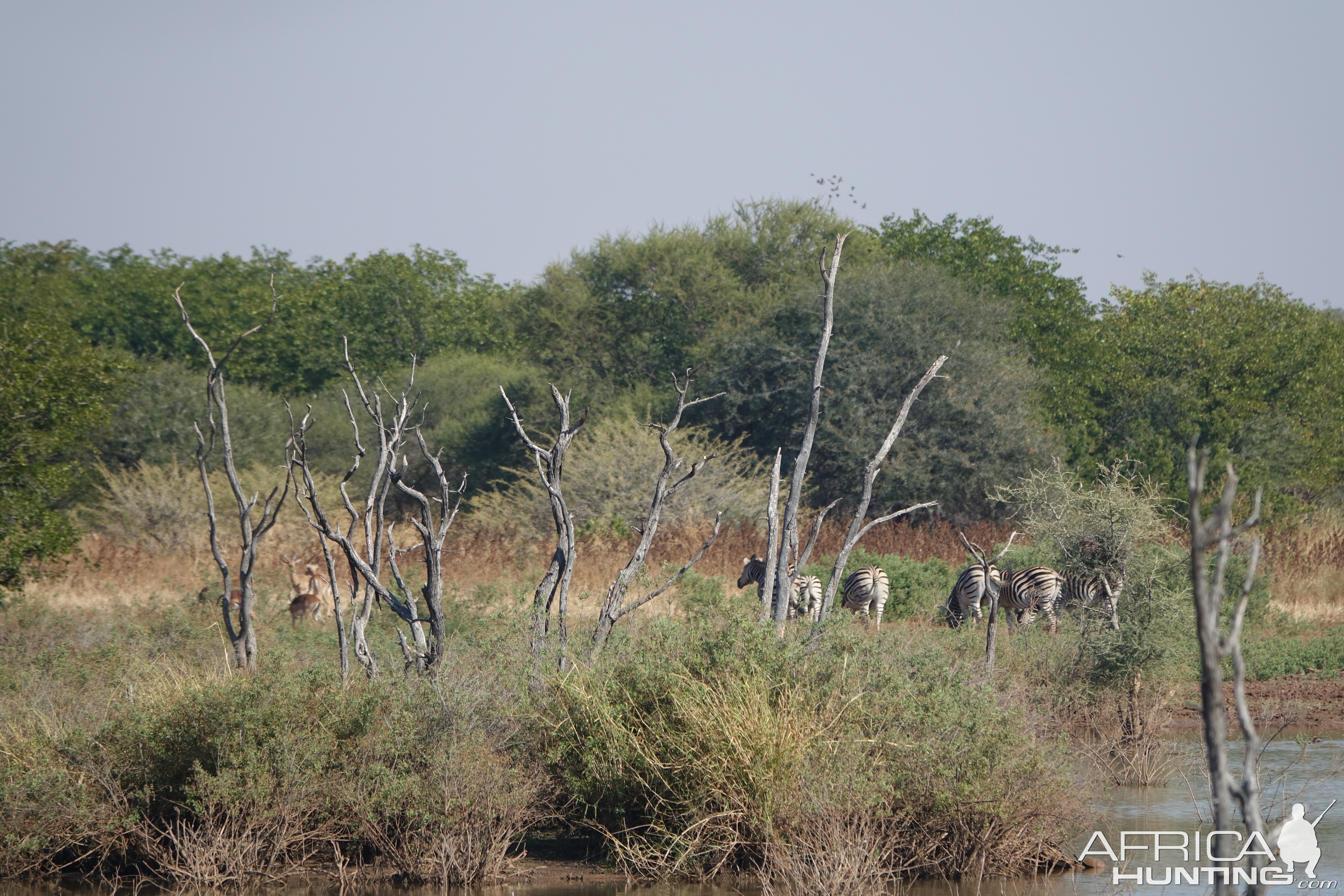 South African Wildlife