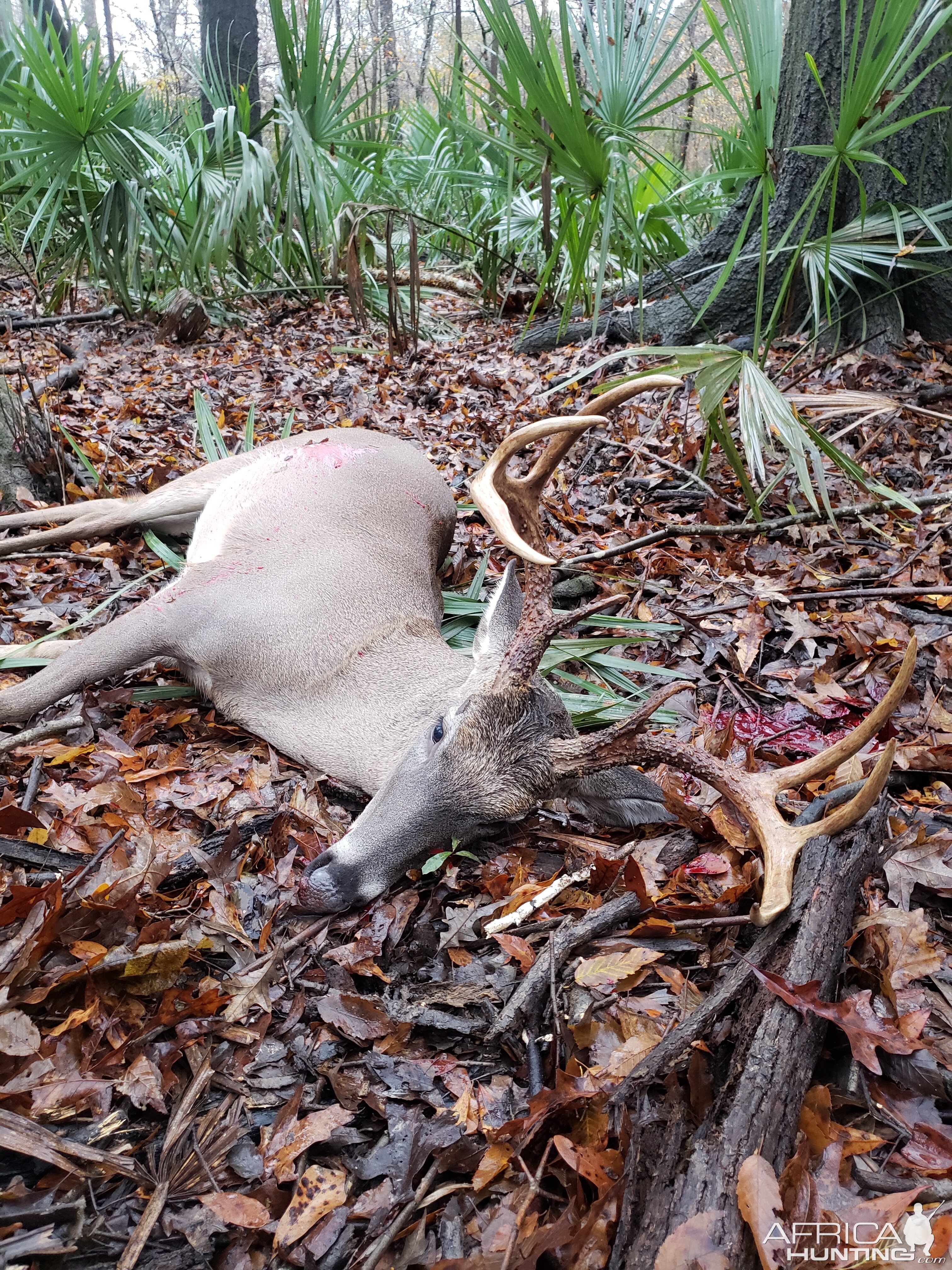 South Alabama USA Hunt Deer