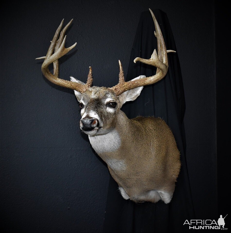 South Texas White-tailed Deer Shoulder Mount Taxidermy