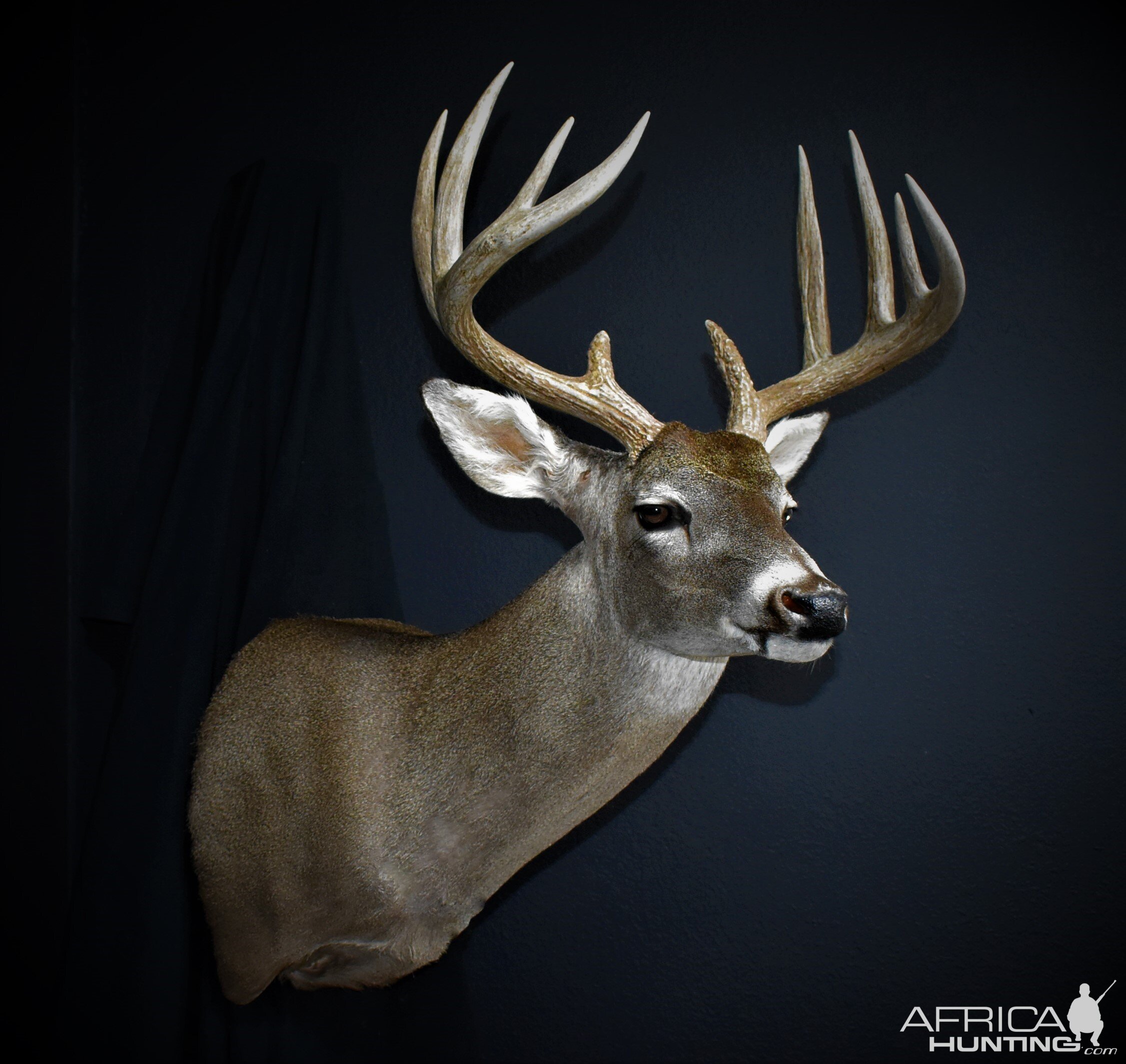 South Texas Whitetail Deer Shoulder Mount Taxidermy