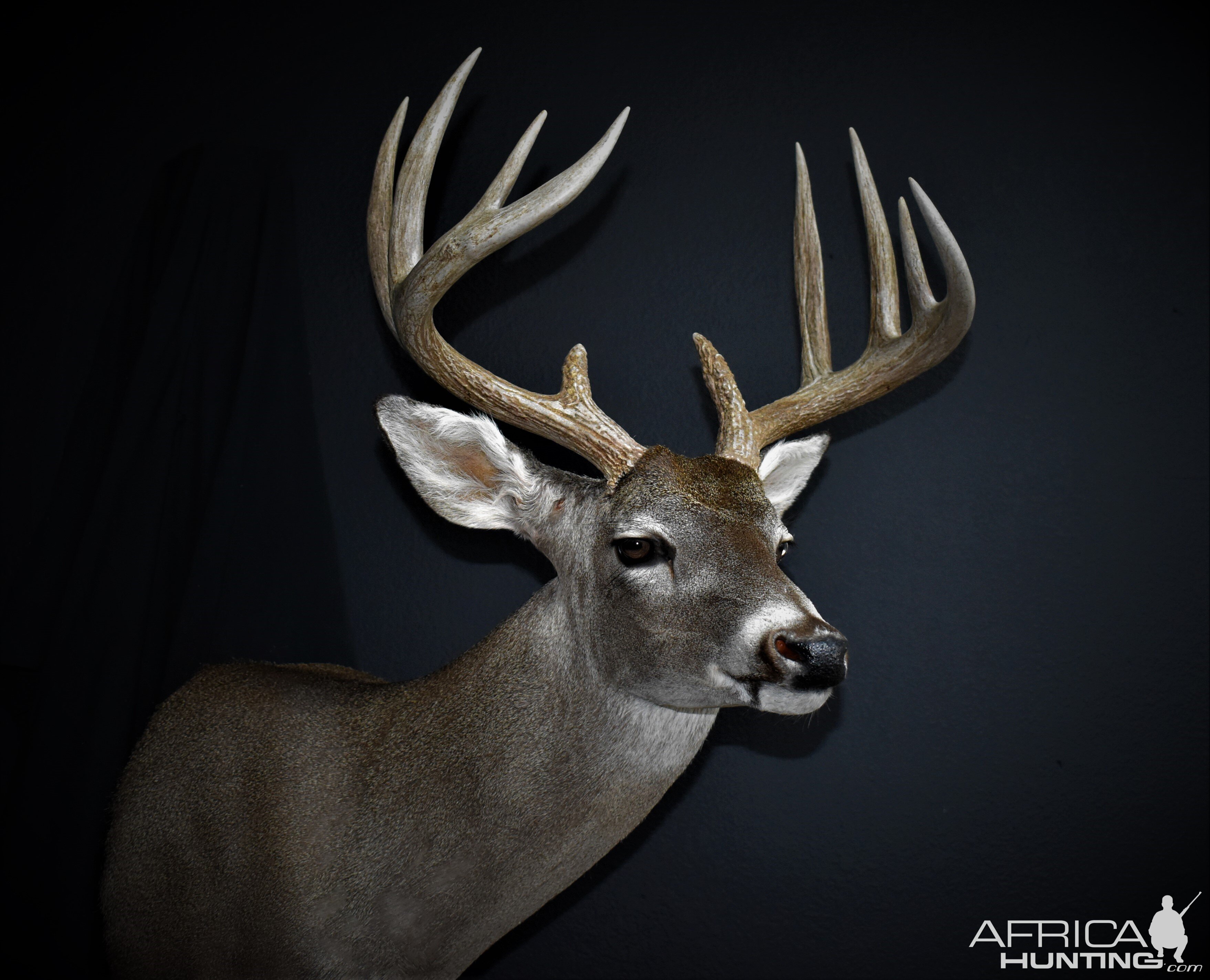 South Texas Whitetail Deer Shoulder Mount Taxidermy