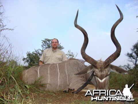 Southern Greater Kudu