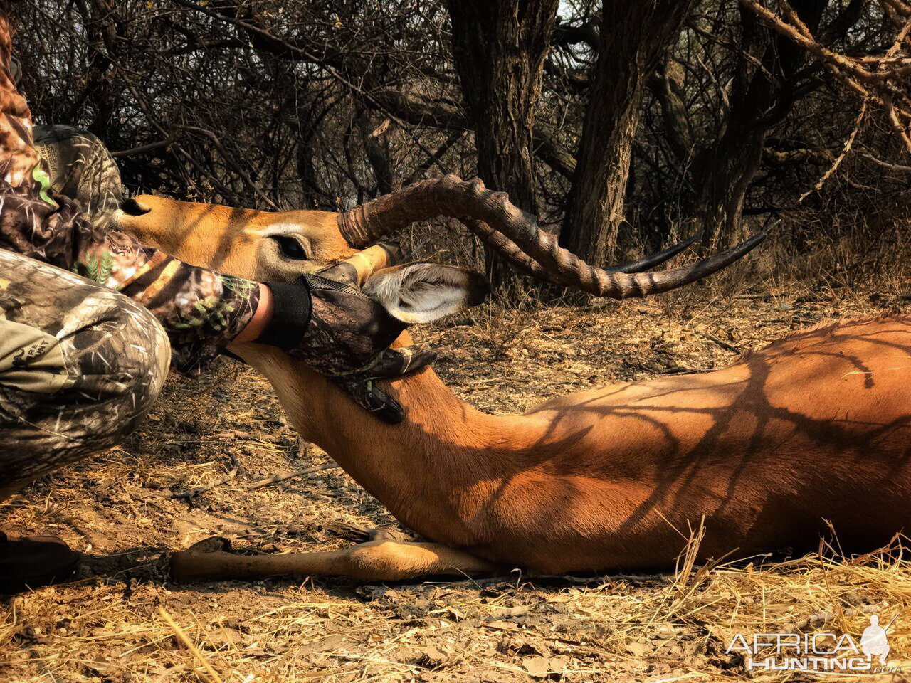 Southern Impala “Aepyceros Melampus” Bowhunting South Africa