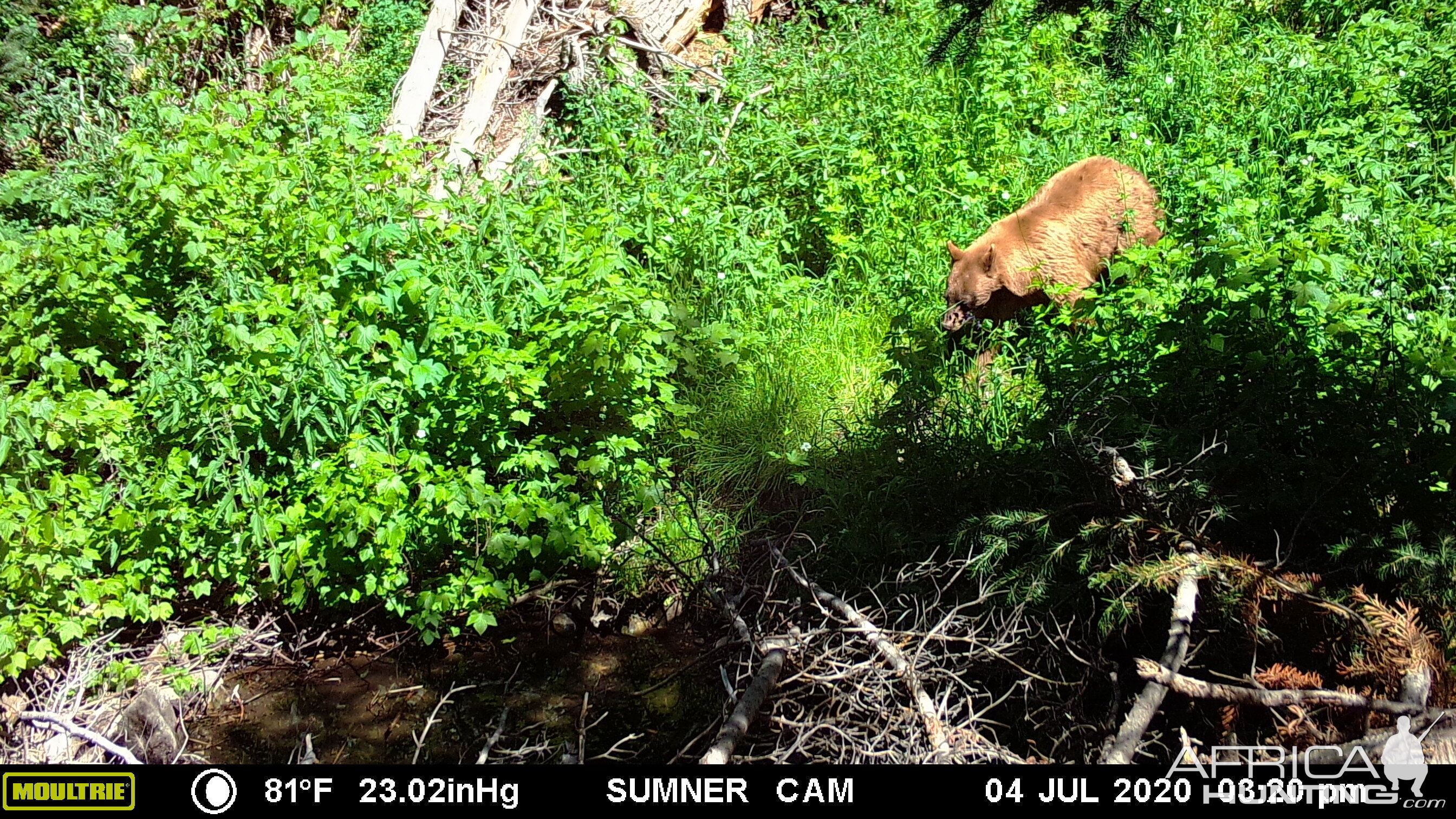 Sow Bear